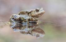 Doppeltes Glück....