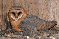 Die Brutzeit hat begonnen