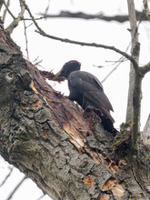 Schwarzspechtin bei der Arbeit