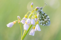 Auroradame im Morgenlicht