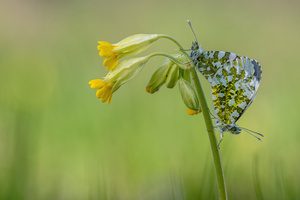 Frühlingsfalter