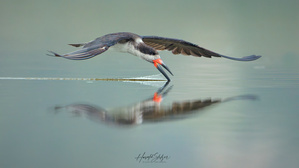 Amerikanischer Scherenschnabel