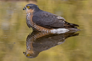 Abkühlung
