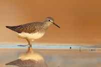 Abendlicher Waldwasserläufer