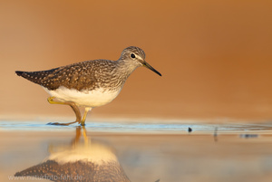 Abendlicher Waldwasserläufer