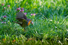 Den Schnabel zu voll nehmen !