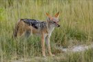 Schakal ..
