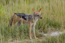 Schakal ..