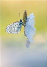 "Vom Winde verweht..."