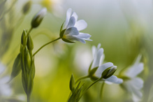 Zeit der Sternmieren