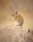 Degu in the wild