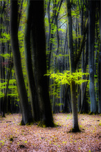 Frisches Buchengrün ...