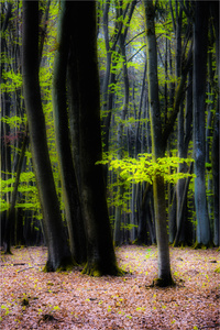 Frisches Buchengrün ...