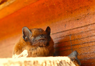 Großer Abendsegler?