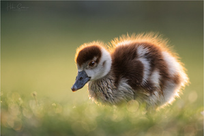 Gänschen im Morgentau