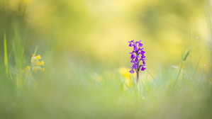 Orchideenzeit