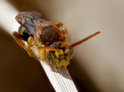 Gegürtete Wespenbiene  (Nomada succincta)