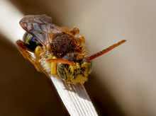 Gegürtete Wespenbiene  (Nomada succincta)
