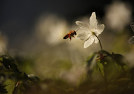 Biene an Buschwindröschen