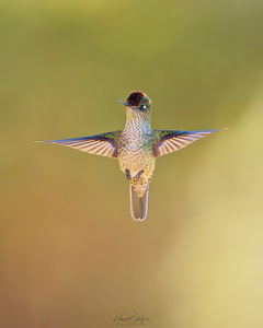 Kolibri, oder wenn die Zeit stillsteht