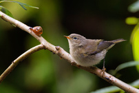 Eine kleine Astbegegnung