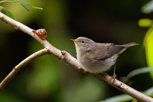 Eine kleine Astbegegnung