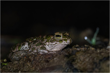 Nachts im Niemandsland