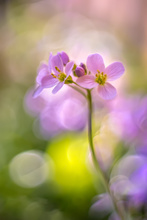 Wiesenschaumkraut (Altglas)