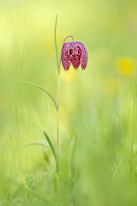 Schachbrettblume