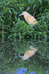 Rallenreiher auf Pirsch