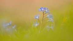 Blaustern im letzten Licht