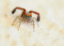 Pfauenspinne (Saitis barbipes) '26