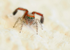 Pfauenspinne (Saitis barbipes) '26