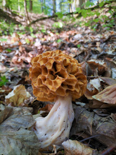 Dickstielige Morchel (Morchella crassipes)