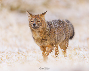 Chilla