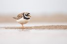 Sandregenpfeifer am Tümpel
