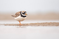 Sandregenpfeifer am Tümpel