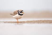 Sandregenpfeifer am Tümpel