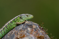 Zauneidechse (Männchen)