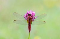 Ein Feuerlibellen-Männchen