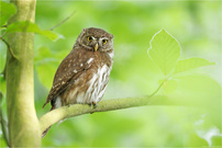 ~ Im frischen Maiengrün ~