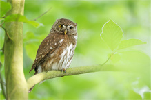 ~ Im frischen Maiengrün ~