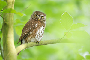 ~ Im frischen Maiengrün ~