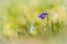 Solo eines Veilchens