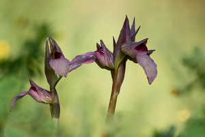 Serapia