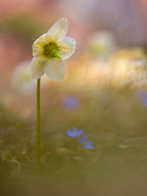 Schnee.- oder Christrose "Heeleborus Niger"