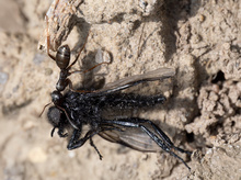 Schwarze Rossameist (Camponotus herculeanus)
