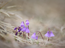 Die Glöckchen läuten