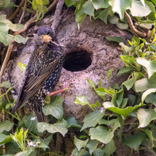 Star mit fetter Beute für die Jungvögel