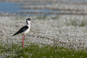 Stilt